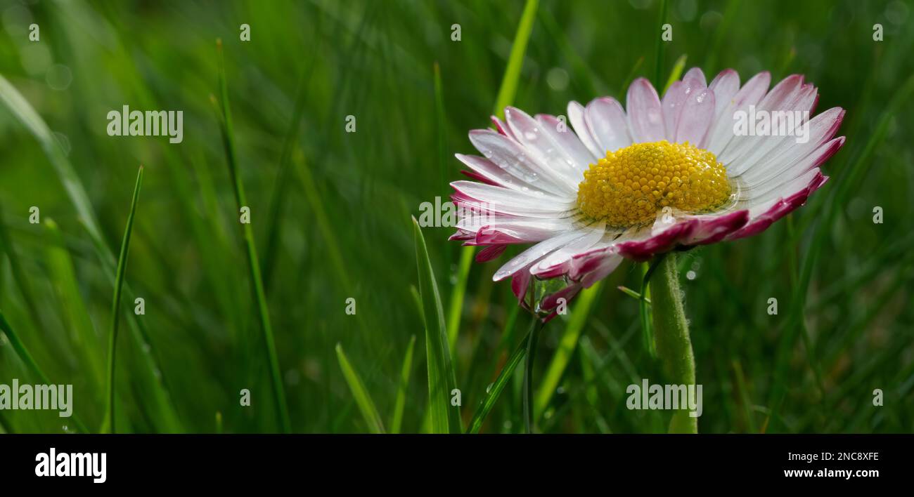Gänseblümchen (Meadow daisy, Perennial daisy) - Bellis perennis - eine Pflanzenart aus der Familie der asteraceae. Sie findet man in ganz Europa, in Westeuropa Stockfoto