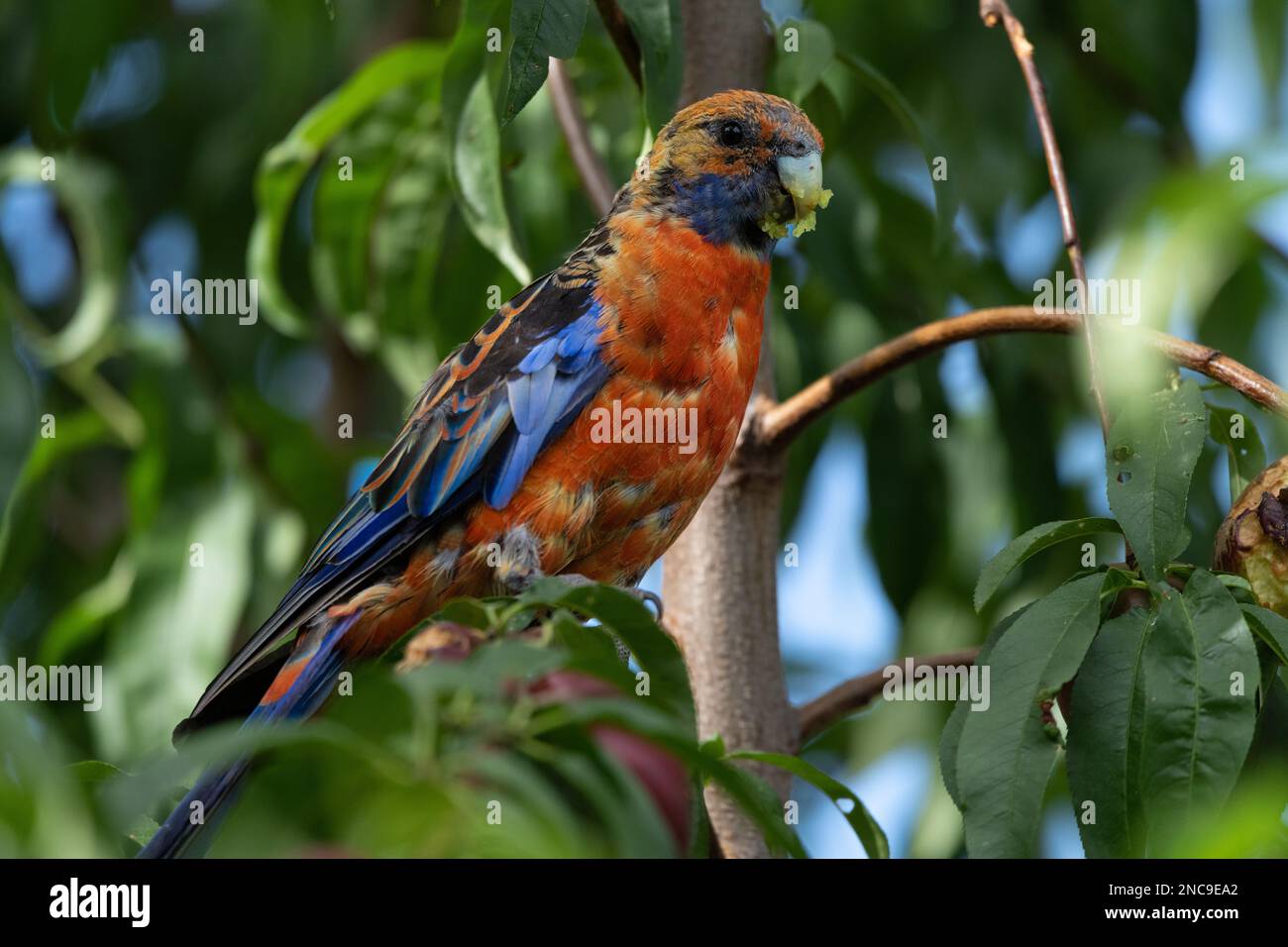 rosella im Garten Stockfoto
