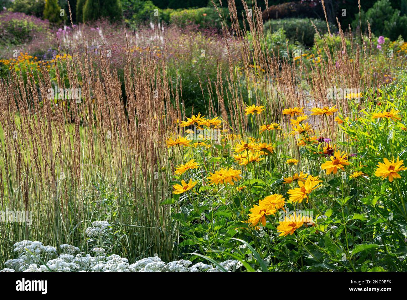 Erstaunlicher natürlicher Garten in der Nähe eines Landhauses in einem Dorf in der Nähe von Moskau, Russland. Schönheit der Natur in Russland im Sommer Stockfoto