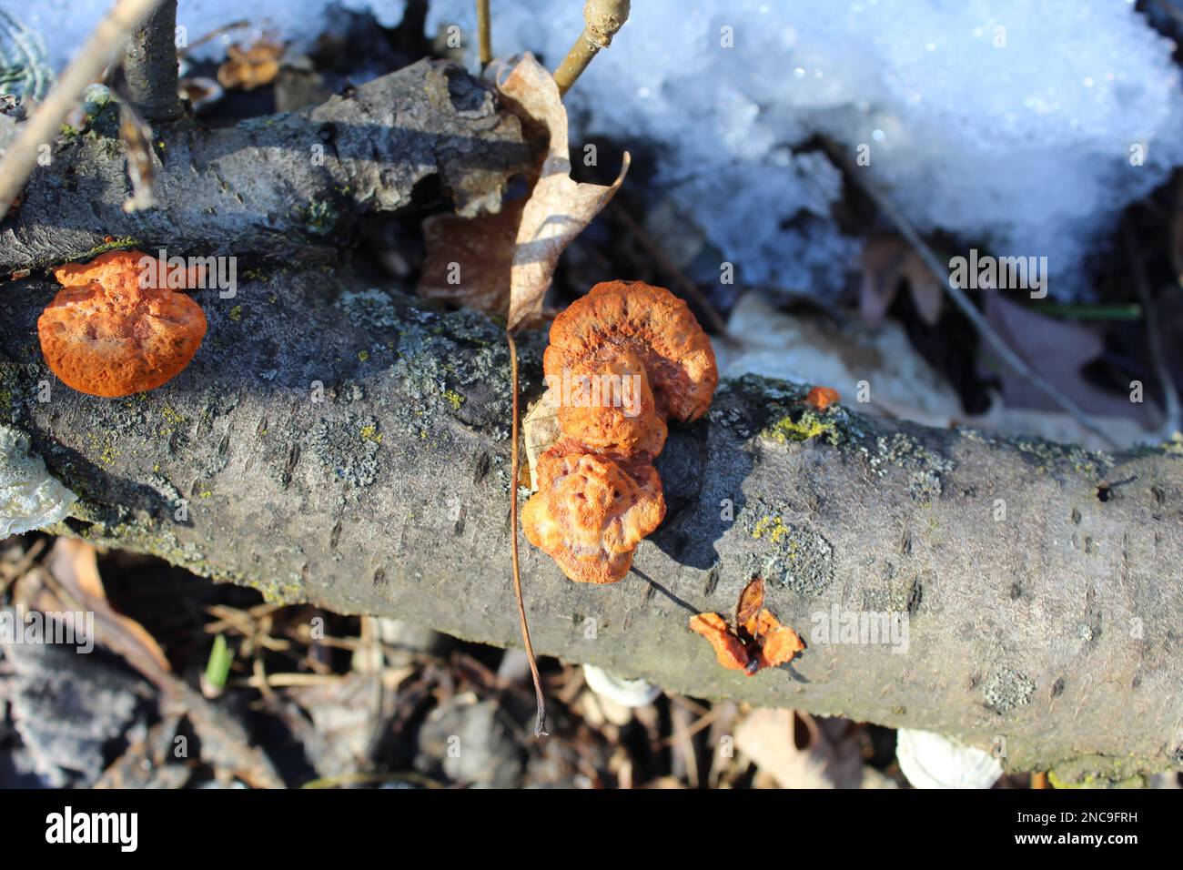 Polyporöse Pilze aus Zimtbarsch auf einem Holzstamm mit Schnee in den Camp Ground Road Woods in des Plaines, Illinois Stockfoto