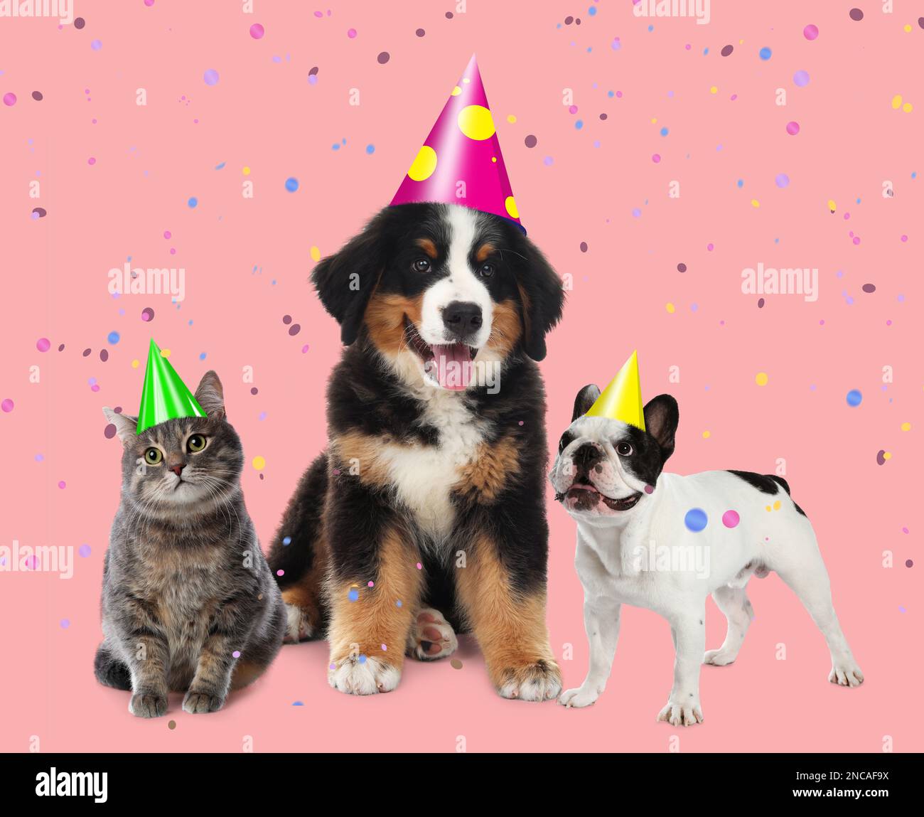 Niedliche Haustiere mit Partyhüten auf pinkfarbenem Hintergrund Stockfoto