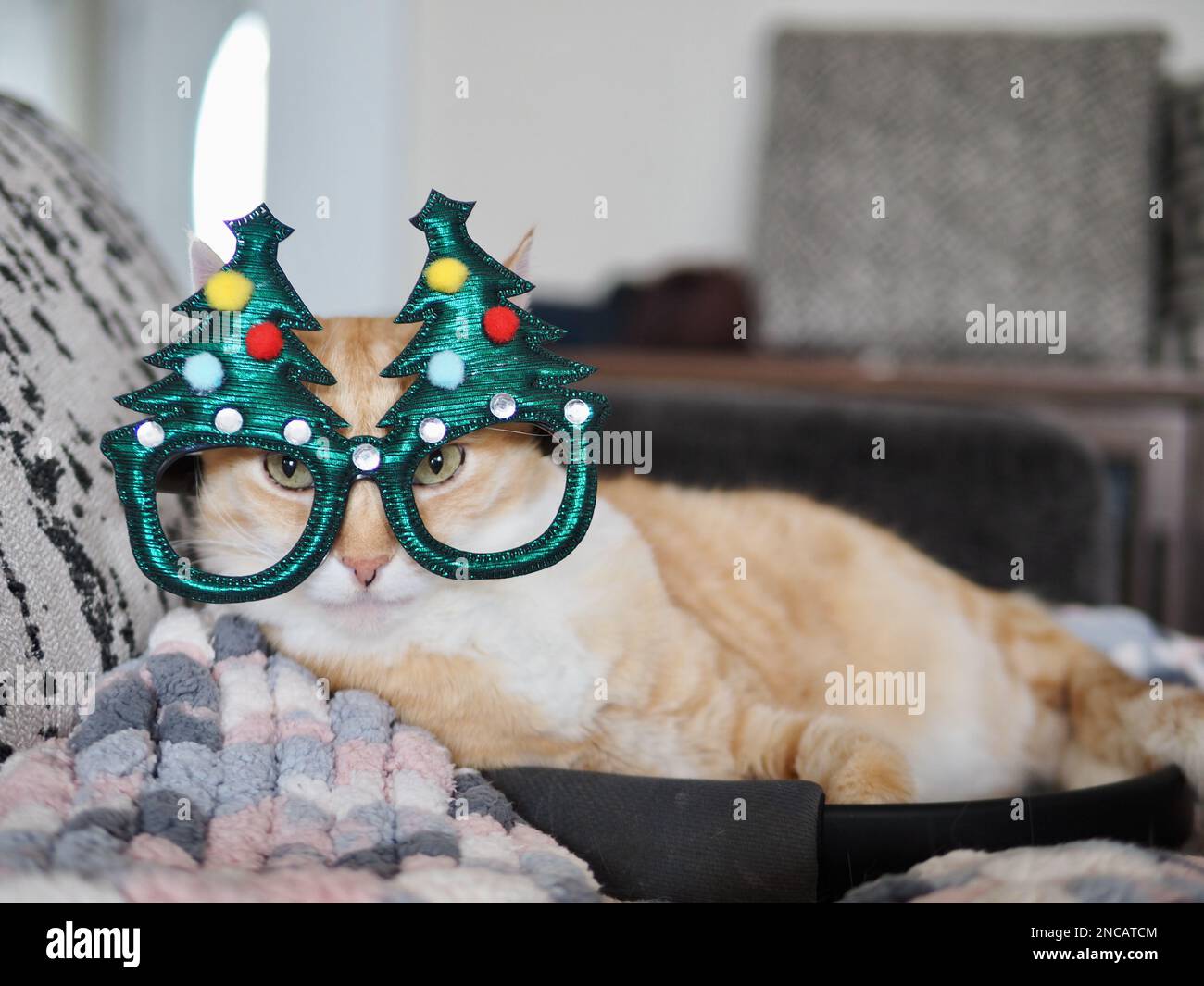 Mika, der orangene Tabby, tut so, als wäre er ein Weihnachtsbaum Stockfoto