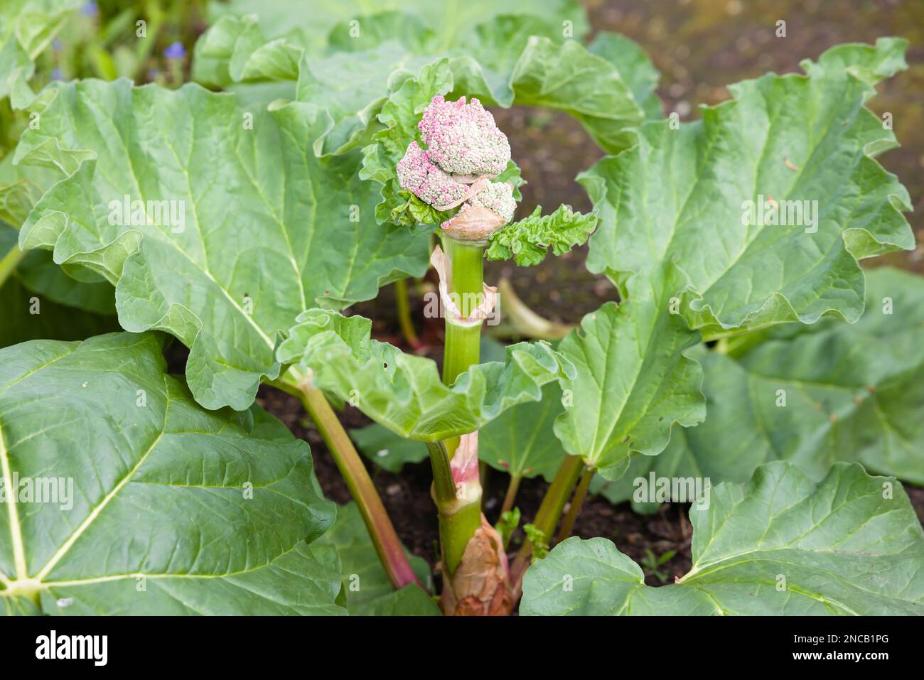 Rhabarber mit einem zentralen Blumenstiel zum Samen, britischer Gemüsegarten Stockfoto