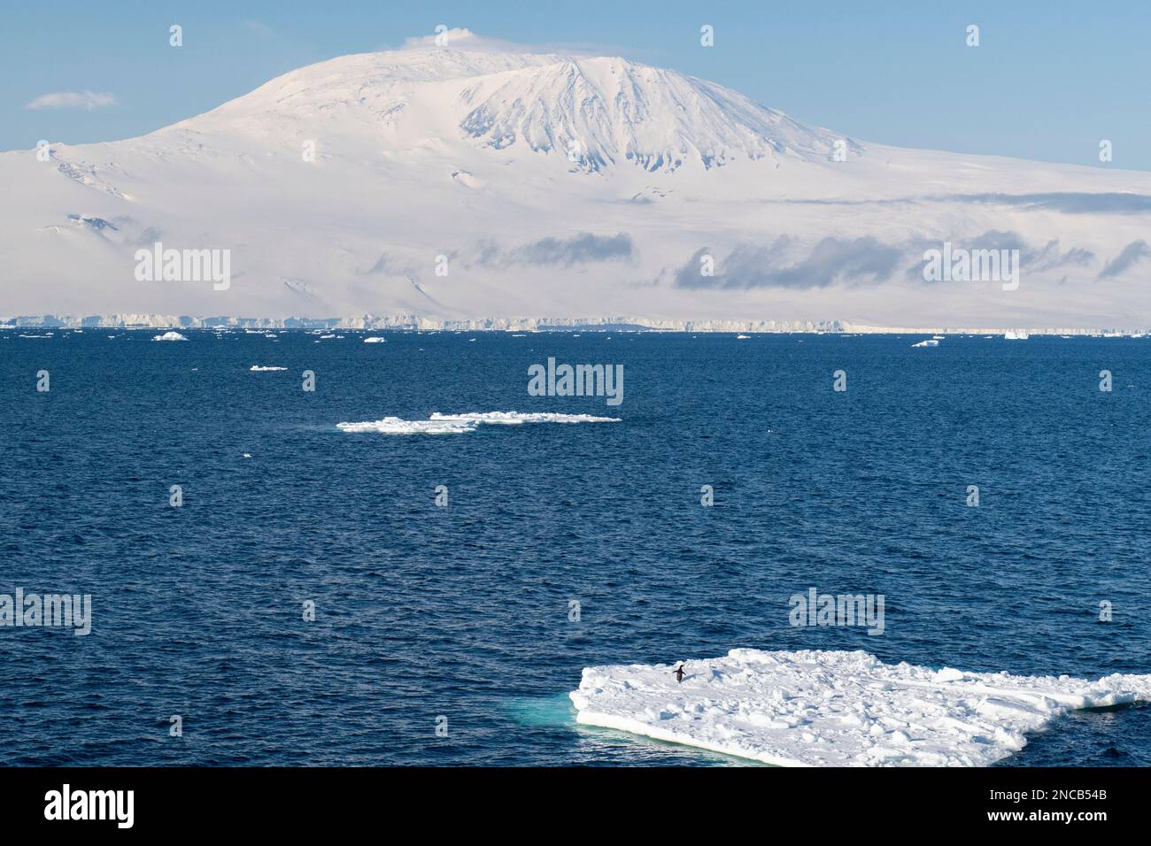 Antarktis, Ross-Insel. Ross Sea Blick auf Mount Erebus, zweithöchster Vulkan in der Antarktis. Adelie-Pinguin auf Eisberg. Stockfoto