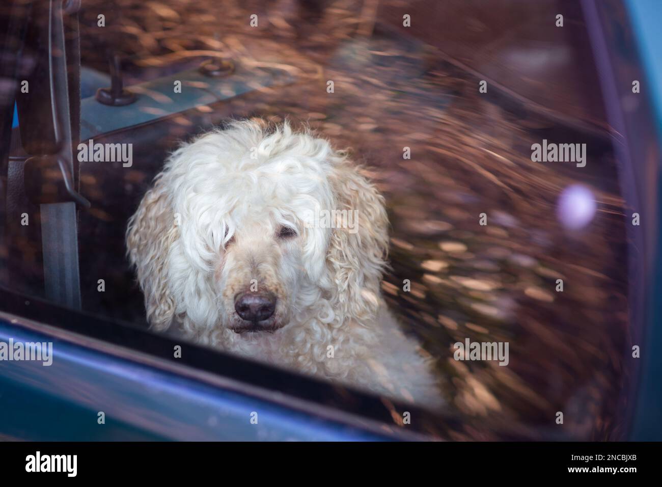 Hund hinter dem Glas im Auto. White Shaggy Big Dog - der königliche Pudel schaut aus dem Fenster in die Kamera. Transport eines Tieres im Auto. Stockfoto