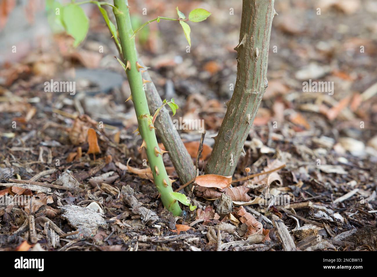 Rosensauger, der in einem britischen Garten von unterhalb der Wurzeltransplantation auf einem Rosenbusch wächst Stockfoto