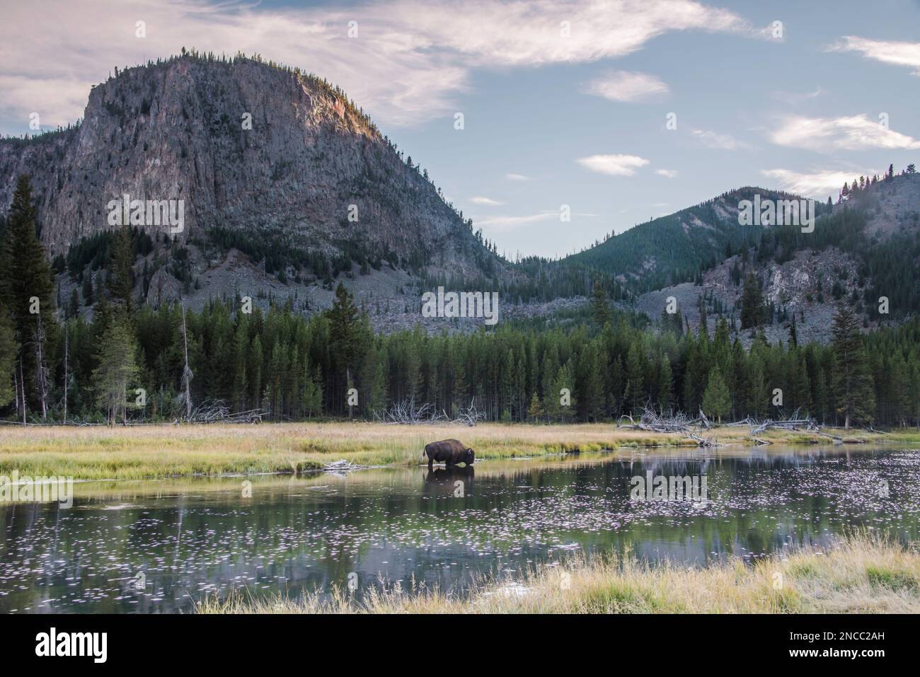 Im Yellowstone-Nationalpark in Wyoming, USA, wandert ein Bullenbison bei Sonnenuntergang entlang des Madison River Stockfoto