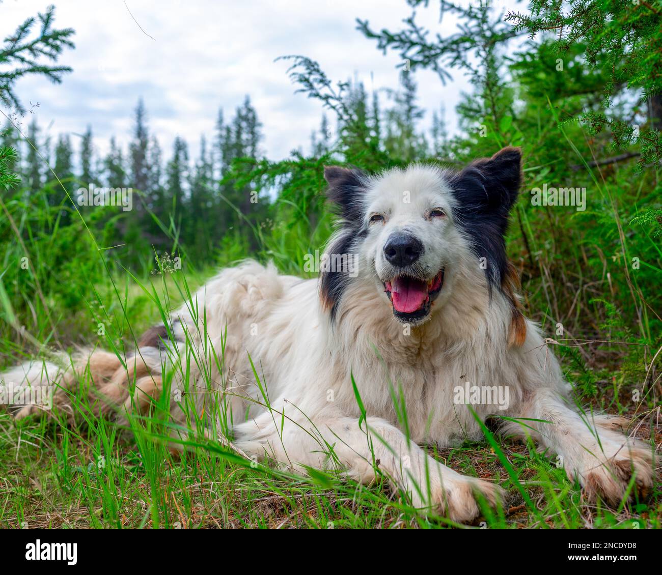 Ein alter weißer Hund der Rasse Yakut Laika liegt auf dem Gras in einem Fichtenwald mit offenem Mund und fröhlichem Lächeln. Stockfoto