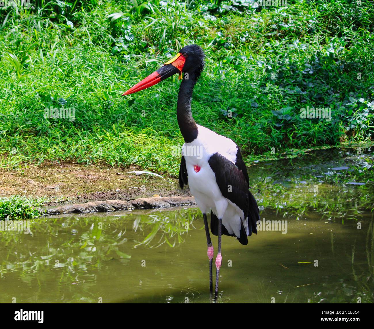 Saddle Bill Stork, Foto im Jurong Bird Park, Singapur Stockfoto