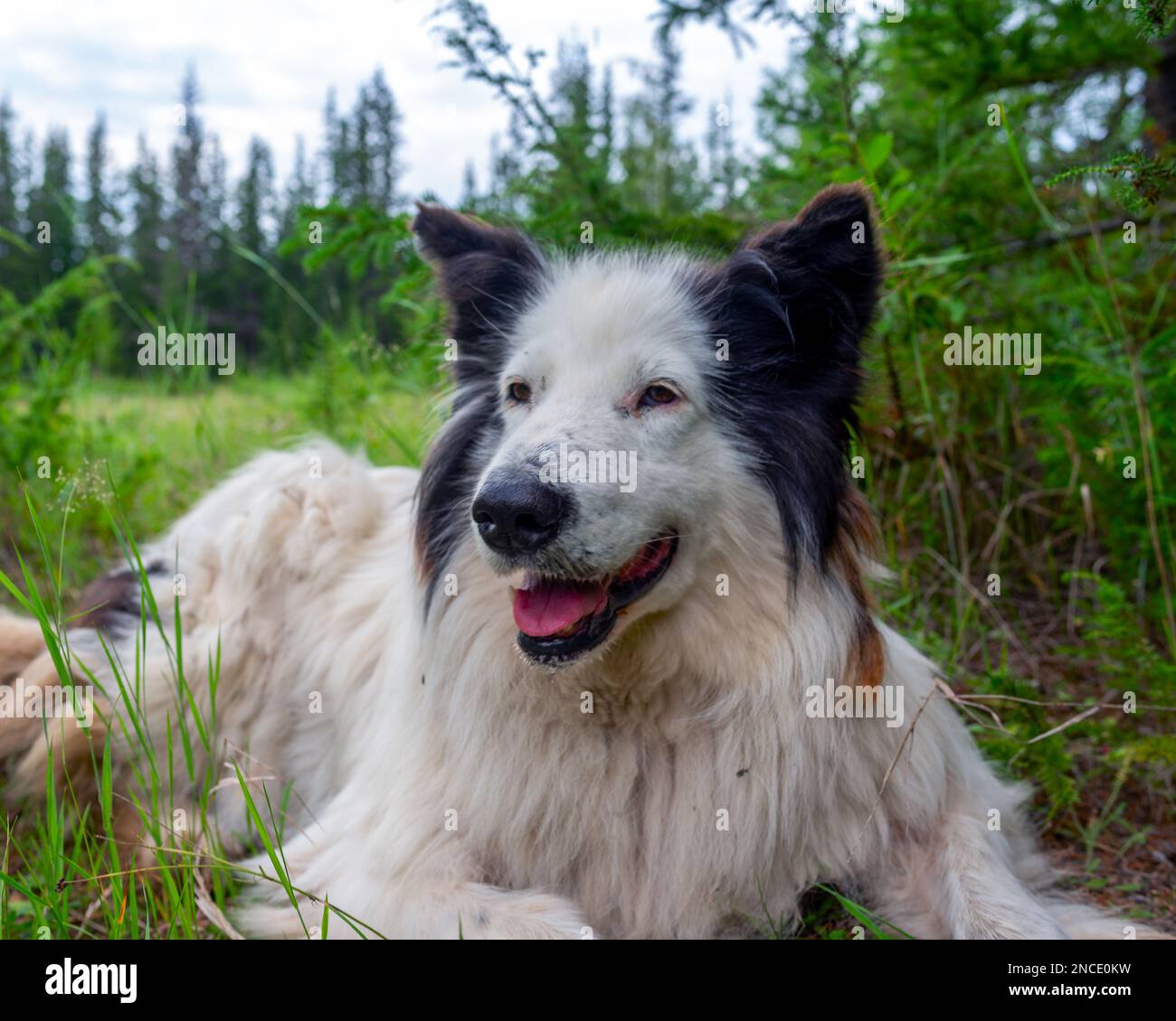 Der weiße Hund Yakut Laika liegt auf dem Gras im Wald mit offenem Mund und ausgestreckter Zunge und lächelt im hellen Sommer in Yakutia. Stockfoto