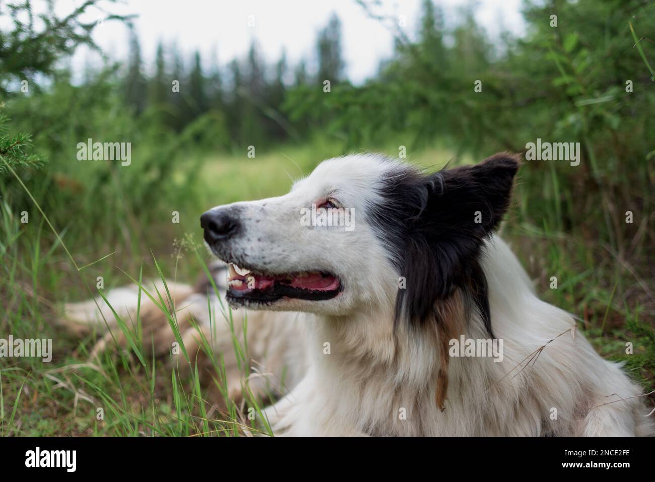 Der weiße Hund Laika schnüffelt auf dem grünen Gras im Wald mit offenem Mund und seiner Zunge, die in Yakutia lächelnd herausragt. Stockfoto