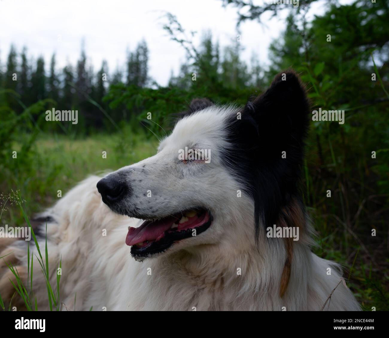 Ein alter weißer Hund Laika liegt auf dem Gras im Wald, mit offenem Mund und einer fröhlichen Zunge in Sibirien. Stockfoto