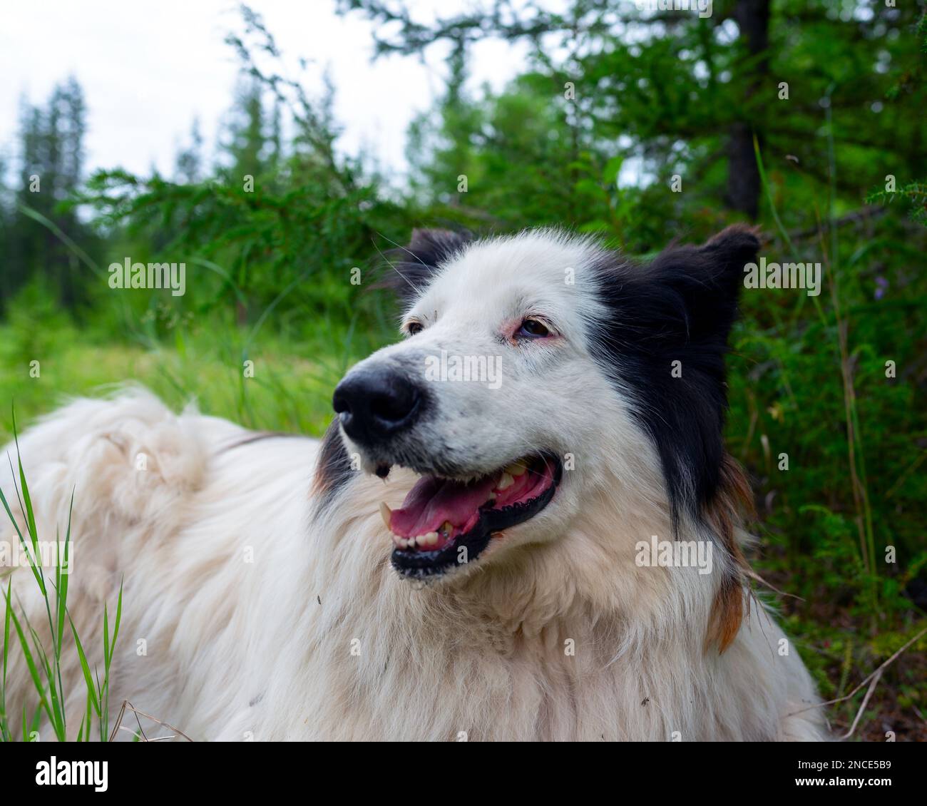 Porträt eines alten weißen Hundes der Rasse Yakut Laika liegt auf dem Gras in einem Fichtenwald mit offenem Mund und fröhlichem Lächeln. Stockfoto