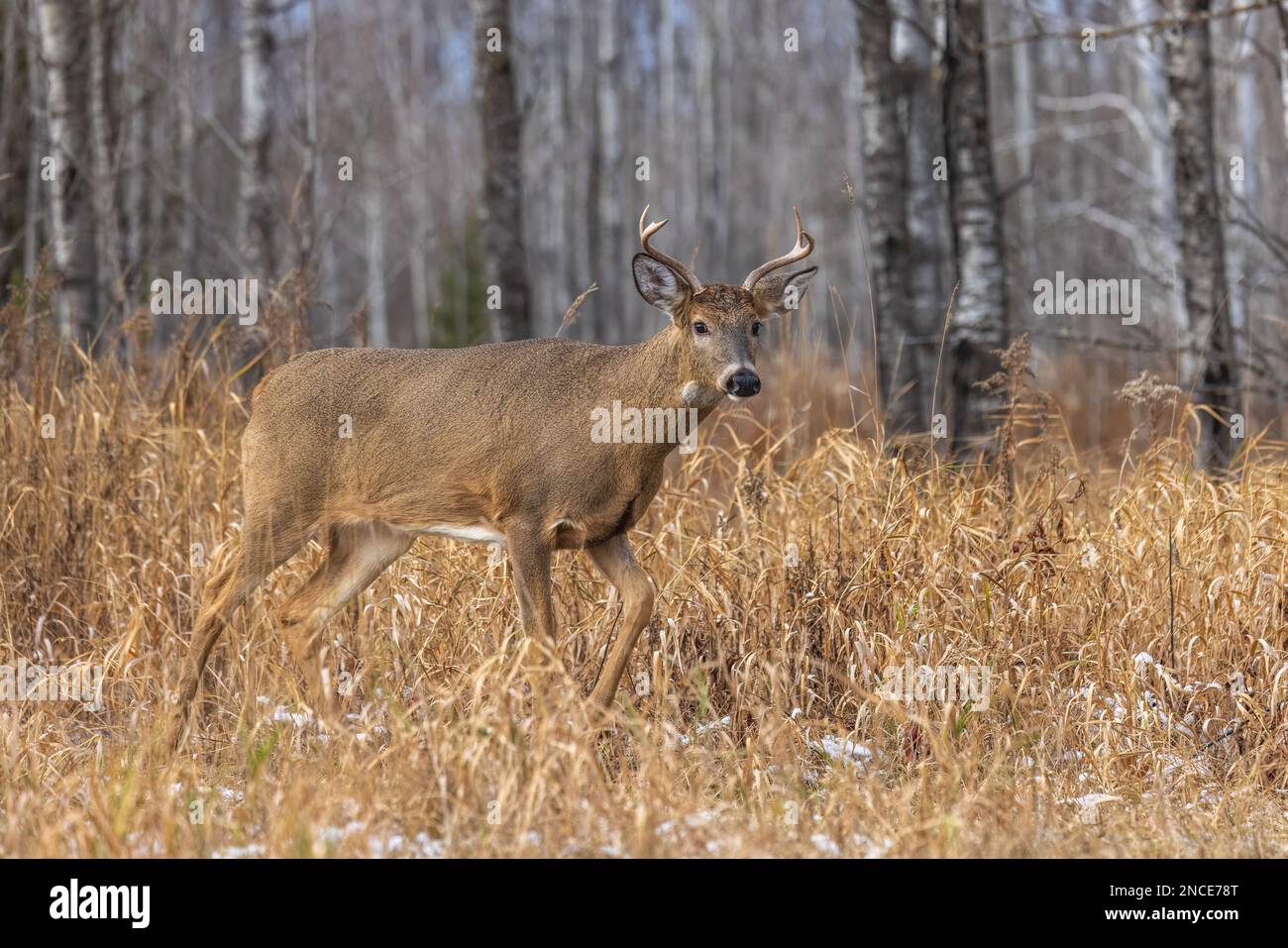 Weißschwanz-Bock während der Rut im nördlichen Wisconsin. Stockfoto