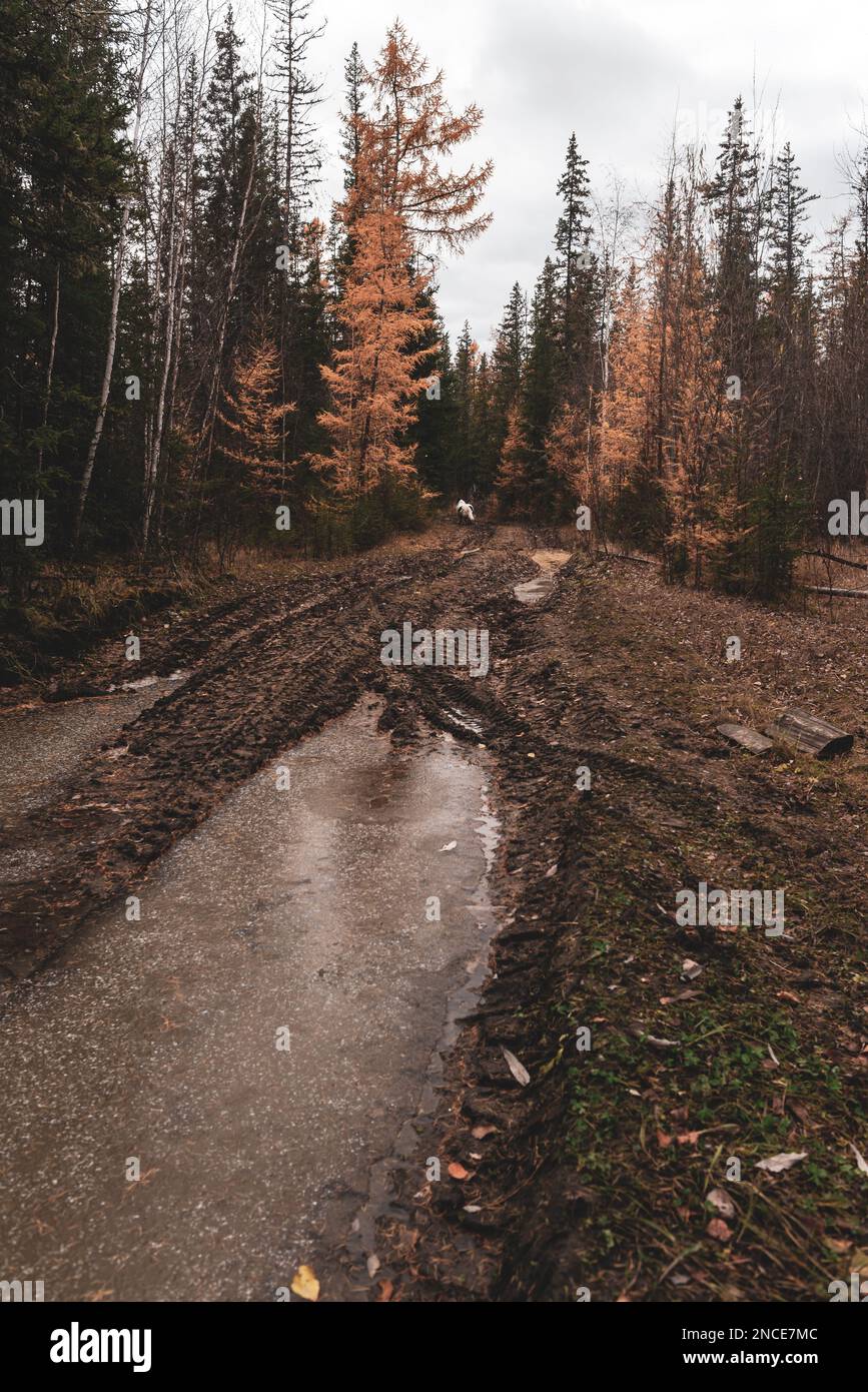 Ein alter weißer Hund der Rasse Yakut Laika geht im Herbst mit Pfützen im Fichtenwald von Yakutia entlang. Stockfoto