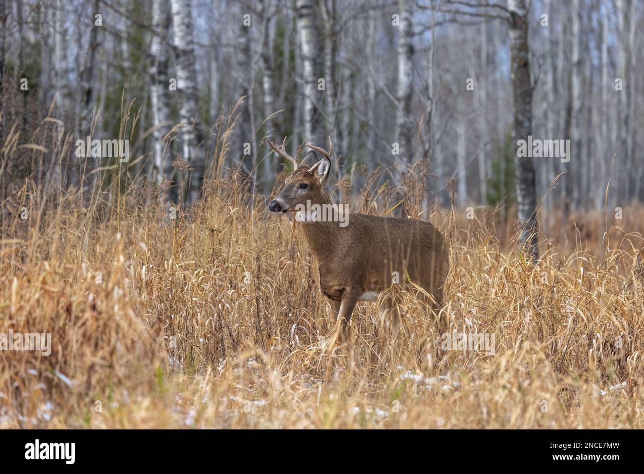 Weißschwanz-Bock während der Rut im nördlichen Wisconsin. Stockfoto