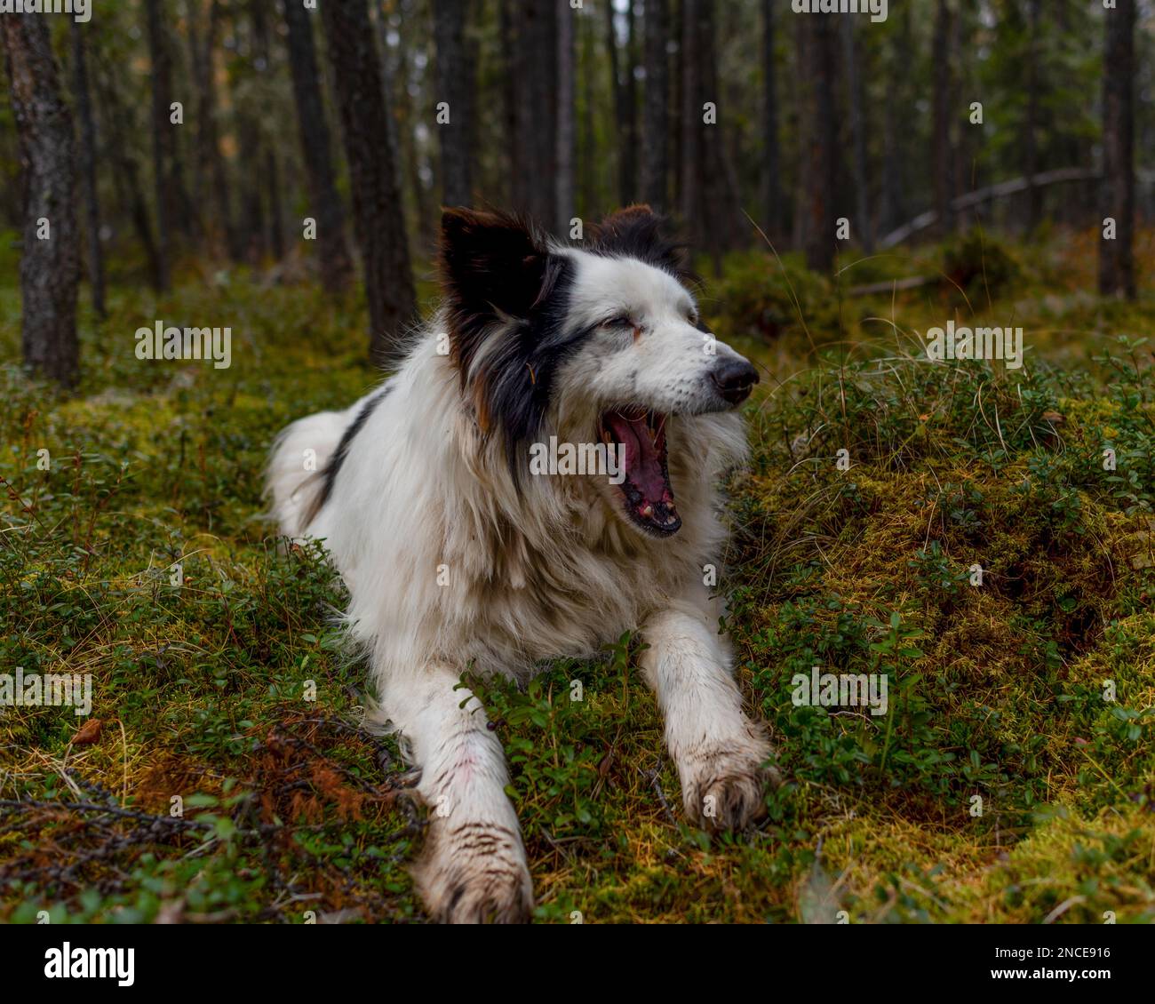 Ein alter weißer Hund der Rasse Yakut Laika liegt im Herbst im Fichtenwald von Yakutia. Stockfoto