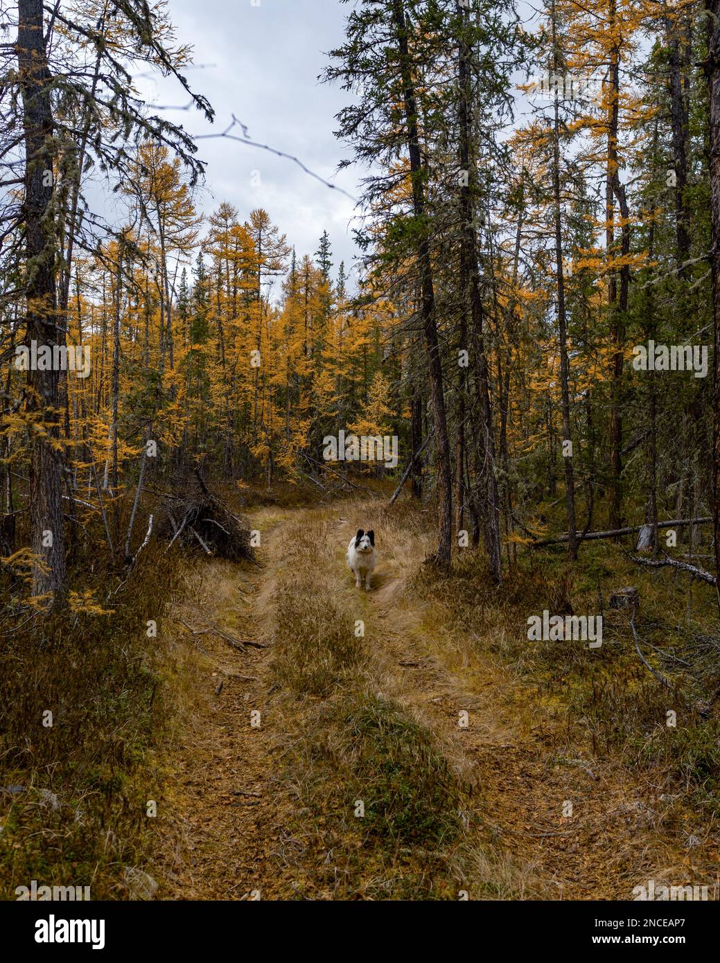 Ein alter weißer Hund der Rasse Yakut Laika steht am Herbstnachmittag auf der Straße im Fichtenwald von Yakutia. Stockfoto