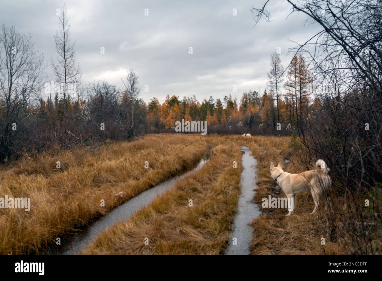 Zwei weiße Hunde laufen im Herbst mit dem Wasser von Yakutia entlang der Straße. Stockfoto