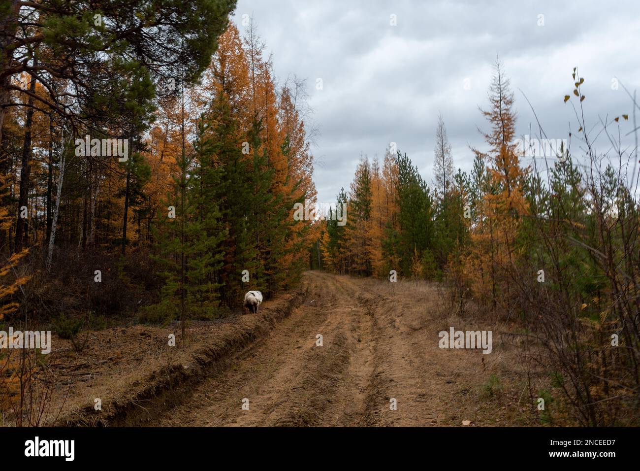 Ein alter weißer Hund der Yakut-Laika-Rasse wandert allein entlang einer Herbststraße im Wald von Yakutia. Stockfoto