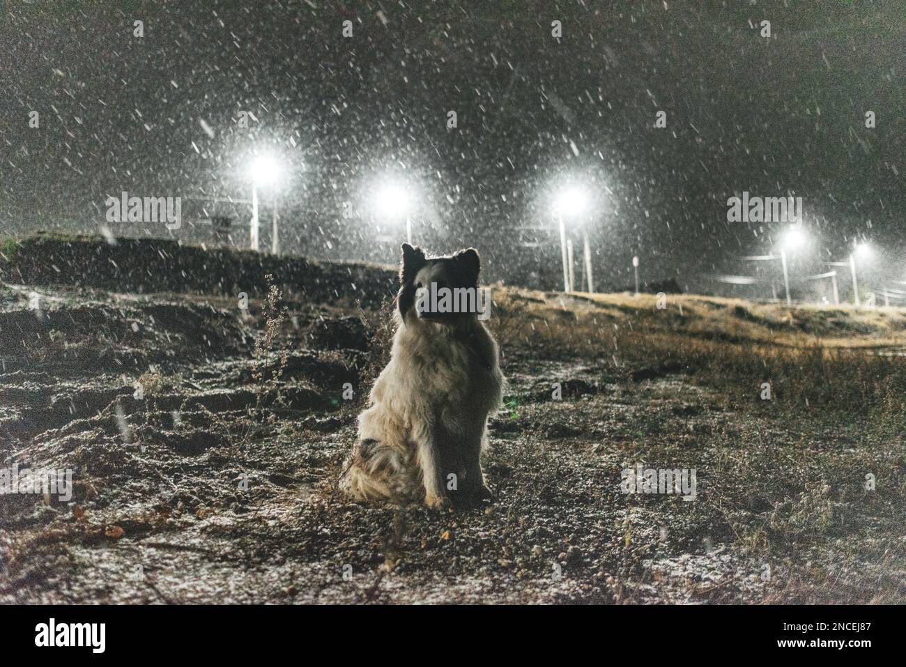 Ein alter weißer Hund der Rasse Yakut Laika sitzt am Ufer unter dem herabfallenden Schnee in der Nacht im Dunkeln vor dem Hintergrund von Laternen auf einem Hügel i. Stockfoto