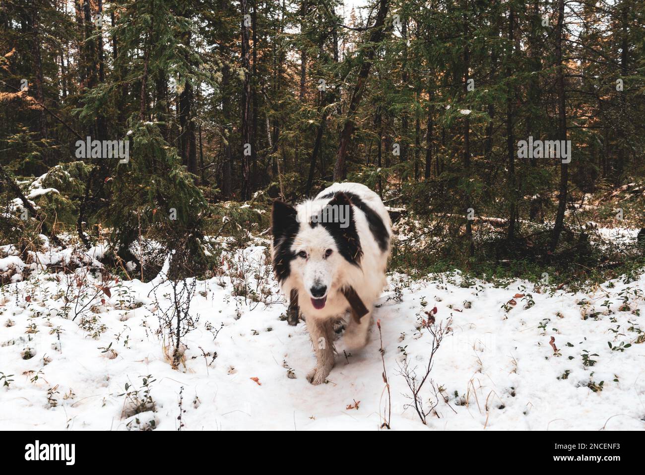 Ein weißer Hund der Rasse Yakut Laika wandert im Herbst in einem Wald in Yakutia durch den Schnee. Stockfoto