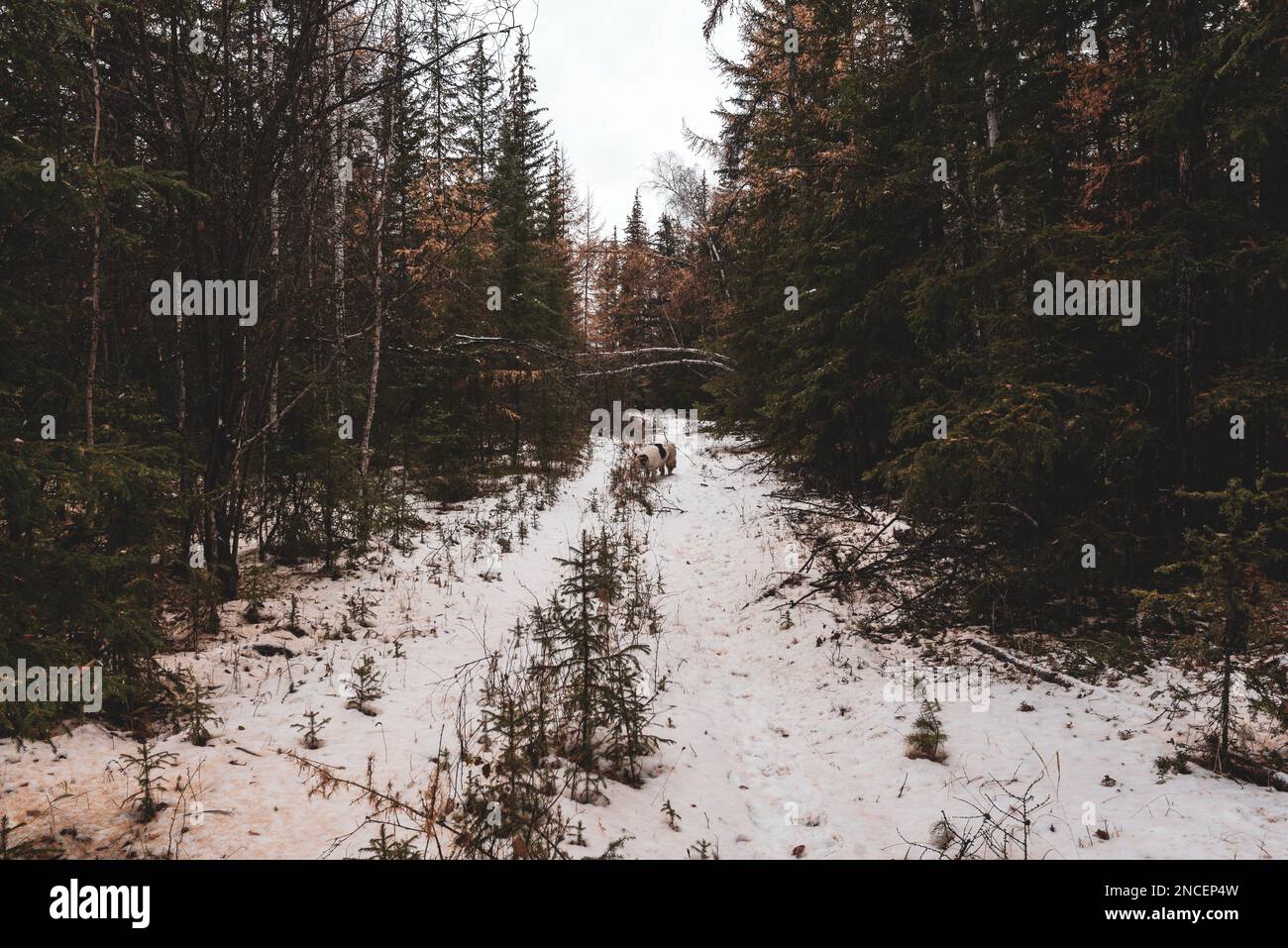 Ein weißer Hund der Rasse Yakut Laika wandert im Herbst in Yakutia in Sibirien durch den Schnee entlang der Straße im Wald. Stockfoto