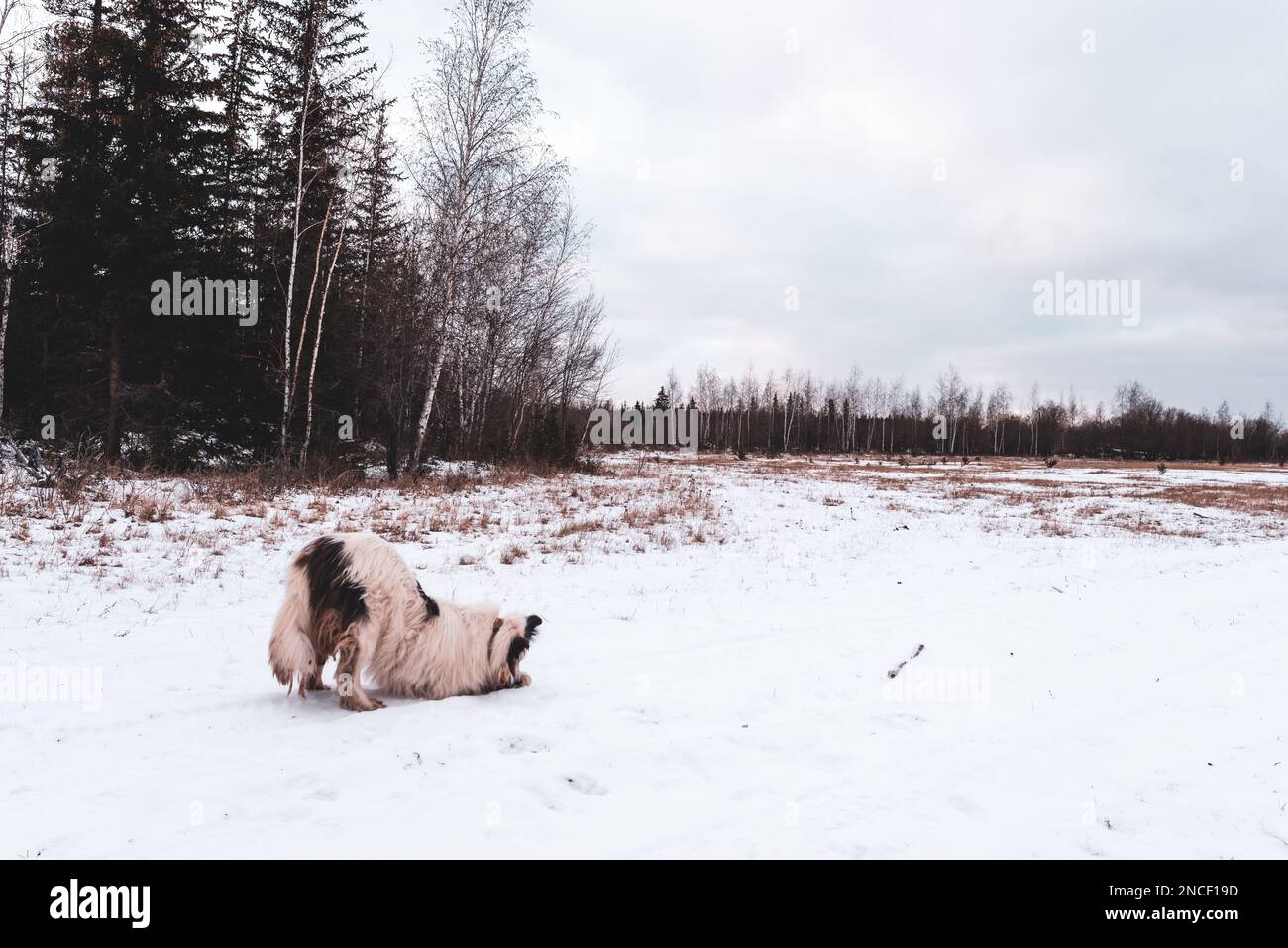 Ein alter weißer Hund der Yakut-Laika-Rasse nagt seine Pfote vom Eis auf einer verschneiten Straße auf einem Feld in der Nähe des Waldes am Nachmittag im Winter. Stockfoto