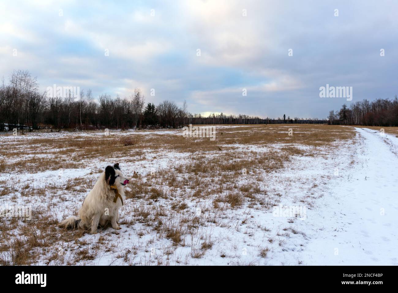 Ein alter weißer Hund der Rasse Yakut Laika sitzt tagsüber in Sibirien an einer verschneiten Straße auf einem Feld vor einem Wald. Stockfoto