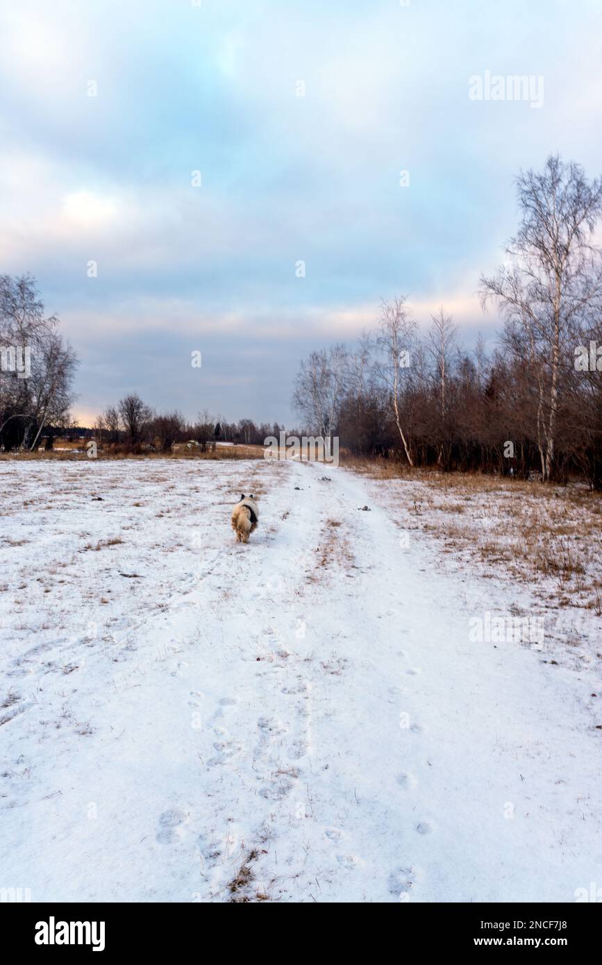 Ein alter weißer Hund der Rasse Yakut Laika wandert auf einer verschneiten Straße auf einem Feld mit Gras vor einem Wald in Yakutia. Vertikaler Rahmen. Stockfoto