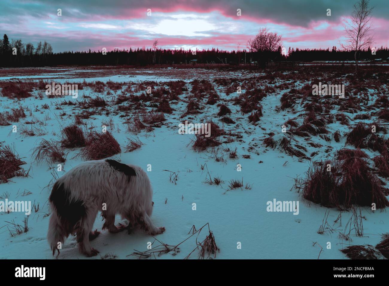 Abstraktes Foto im Cyberpunk-Stil eines weißen Hundes der Rasse Yakut Laika, der bei Sonnenuntergang durch ein verschneites Feld wandert. Stockfoto