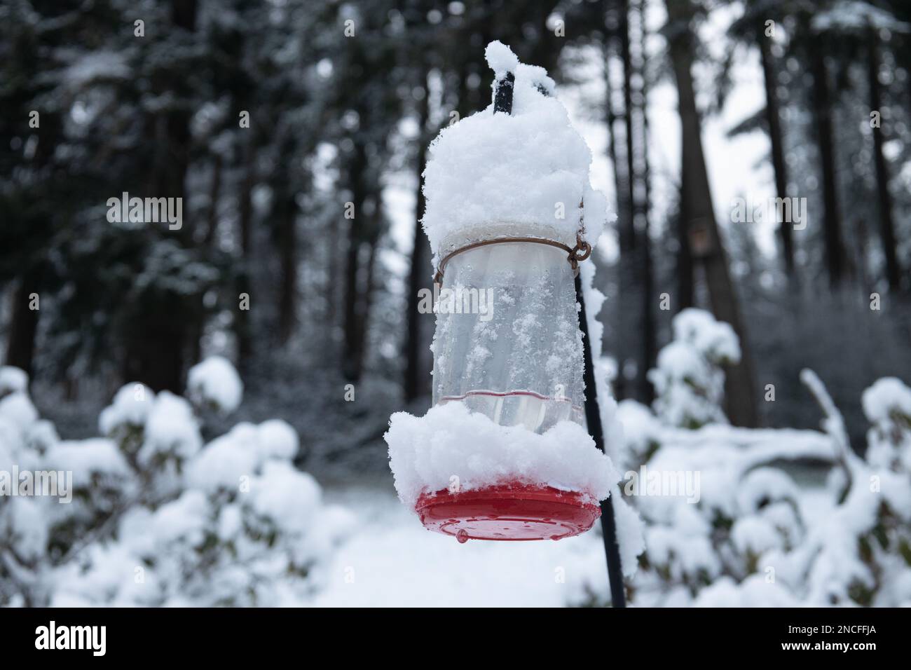 Ein Kolibri-Futterhaufen voller Schnee in Eugene, Oregon. Stockfoto