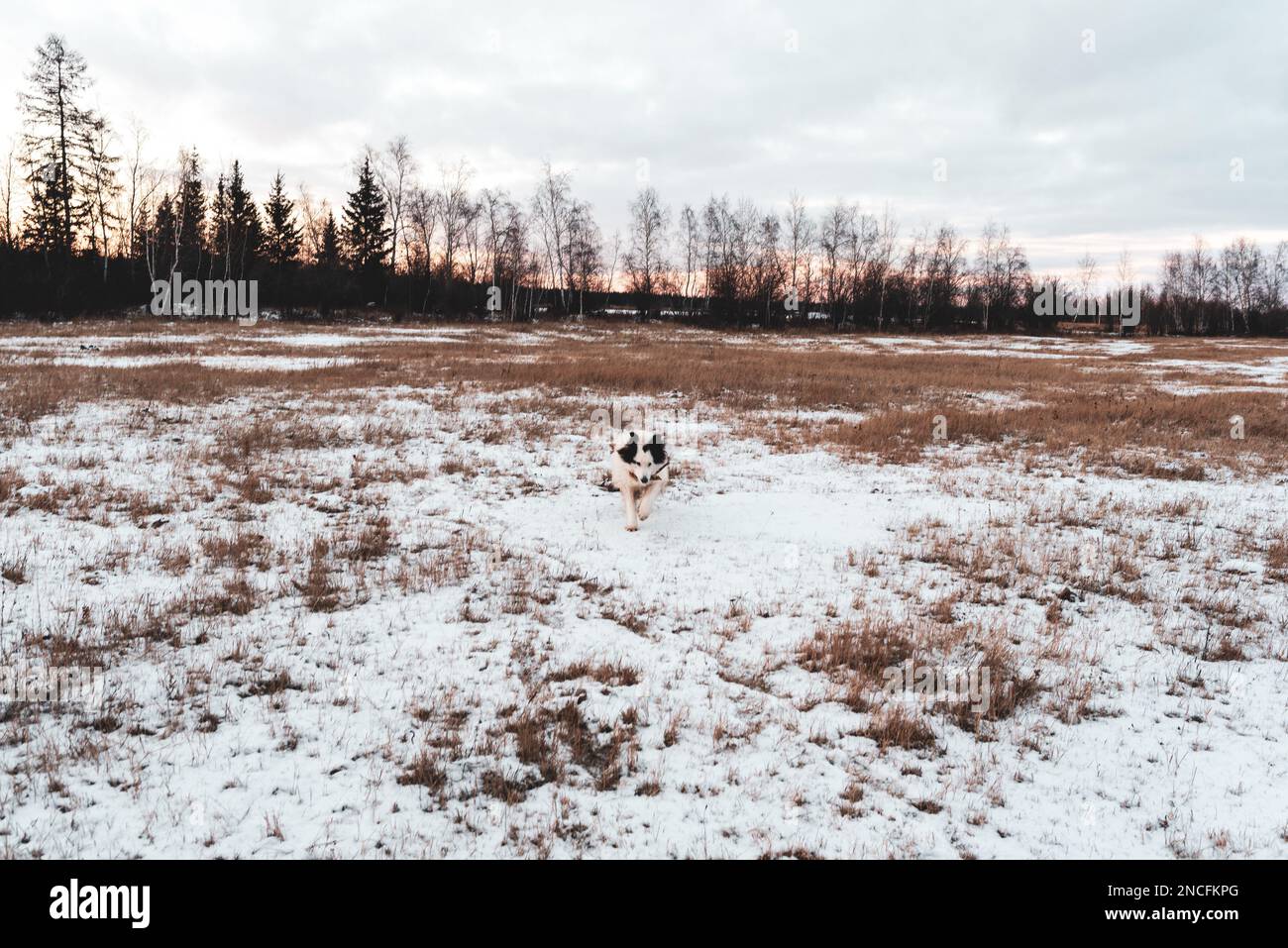 Ein alter weißer Hund der Yakutian Laika Rasse läuft bei Sonnenuntergang in trockenem Gras mit Schnee auf einem Feld vor einem gefrorenen See in Yakutia in Sibirien. Stockfoto