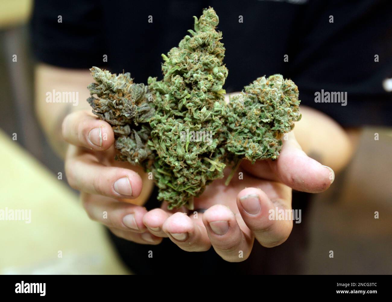 In this Dec. 14, 2010 photo, Graham Lowe, an instructor at Med Grow Cannabis College in Southfield, Mich., holds examples of three types of marijuana buds in his class. Michigan's two-year-old law allowing the use of marijuana for medical purposes is leaving communities, courts, patients and police locked in disputes over what is legal and what isn’t. (AP Photo/Carlos Osorio) Stockfoto