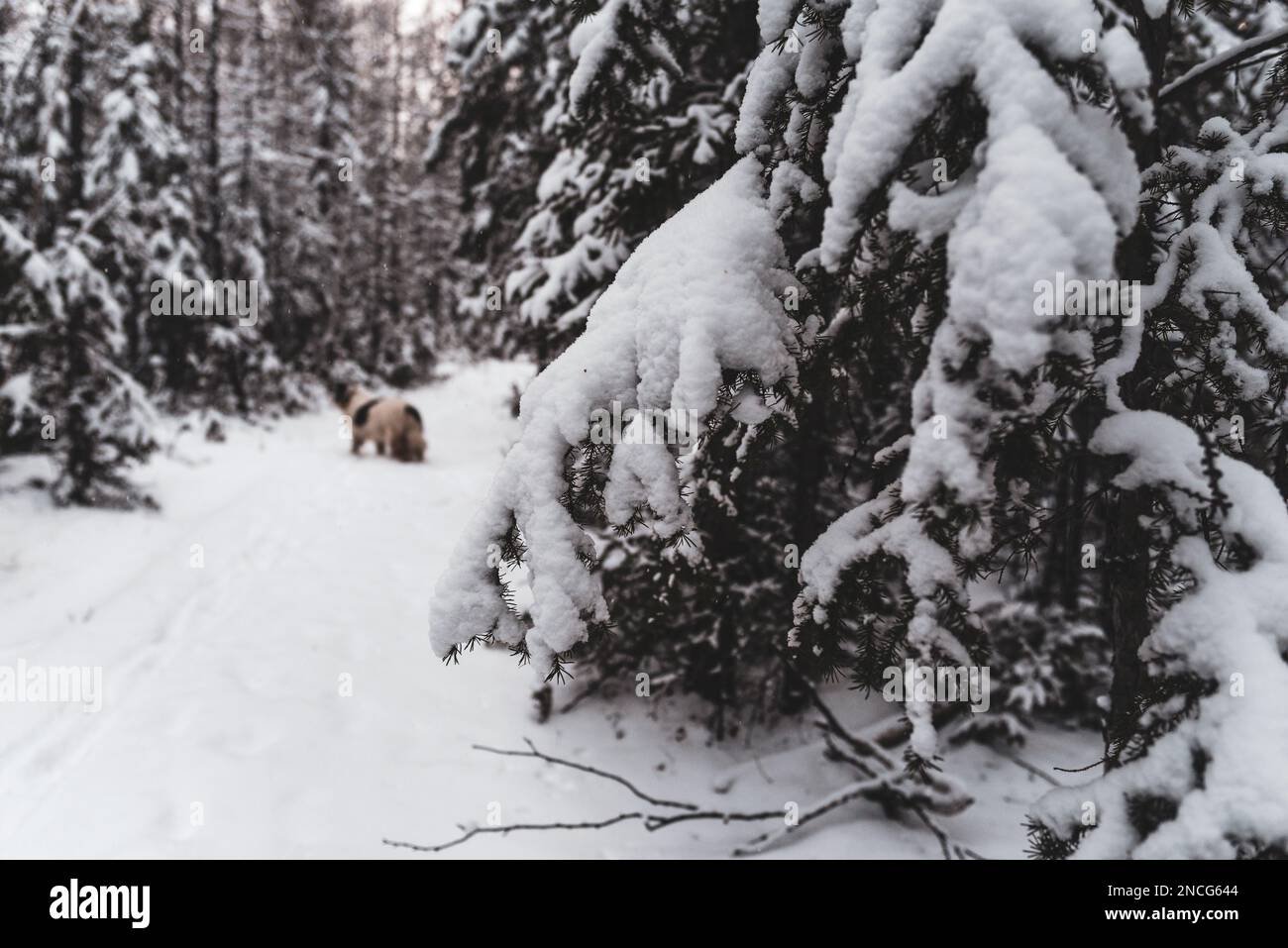 Ein alter weißer Hund der Rasse Yakutian Laika schaut an einem Jagdtag im Winter in einem schneebedeckten Wald in Yakutia in Sibirien auf der Straße. Stockfoto