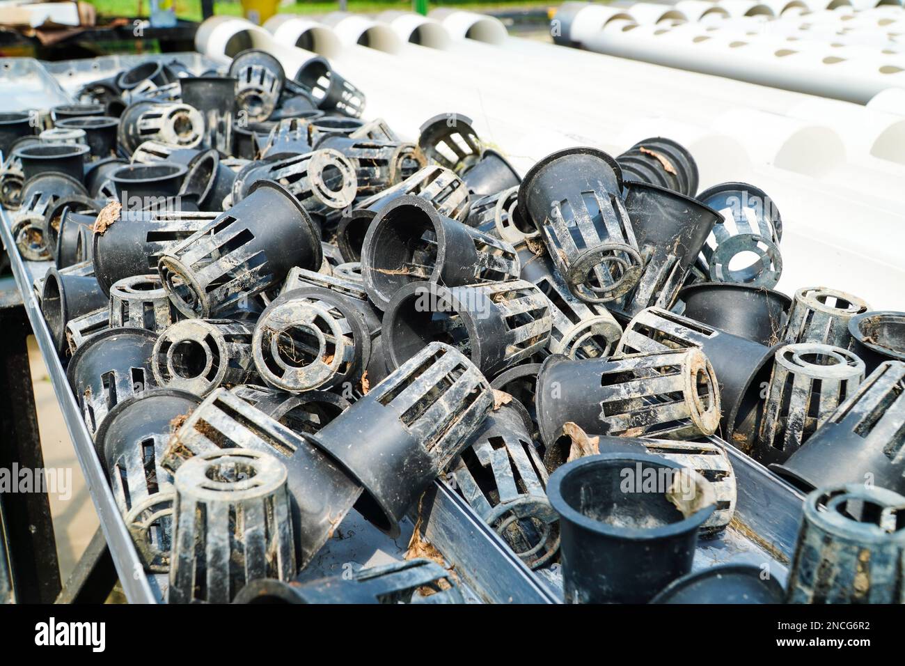 Der Netztopf wird für hydrokuläre Pflanzenbehälter verwendet Stockfoto