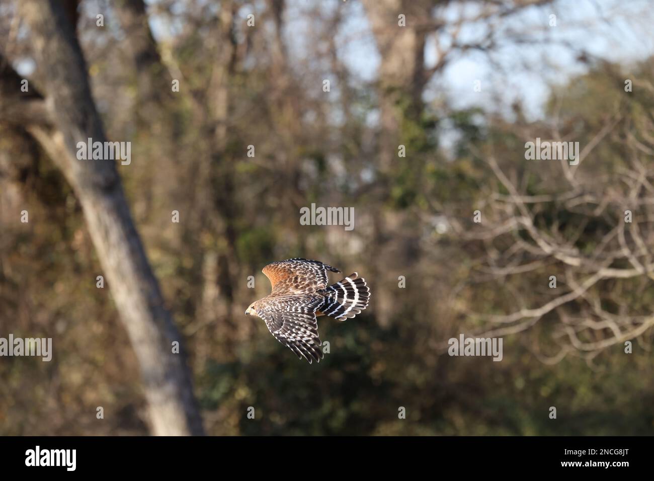 Rotschulterfalke fliegt tief durch Bäume, um nach Nahrung zu jagen. Das Bild bietet Platz zum Hinzufügen von Text. Stockfoto
