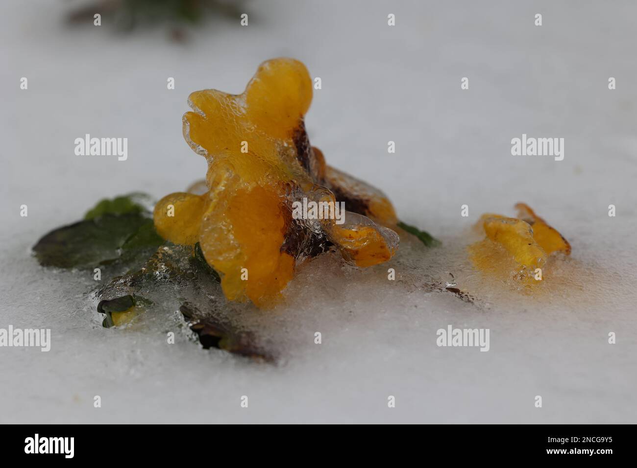 Gelbes Weichei, das während eines plötzlichen texanischen Eissturms in Eis gefroren war. Das Bild hat Platz zum Hinzufügen von Text. Stockfoto