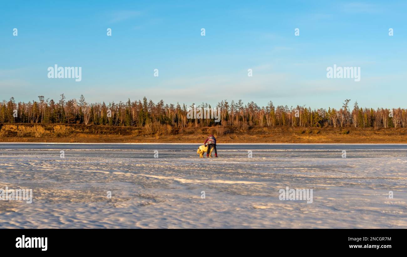 Ein Mädchen spielt mit einem alten weißen Hund der Rasse Yakut Laika im Schnee auf dem Eis des Flusses vor dem Wald am Abend in Sibirien. Stockfoto