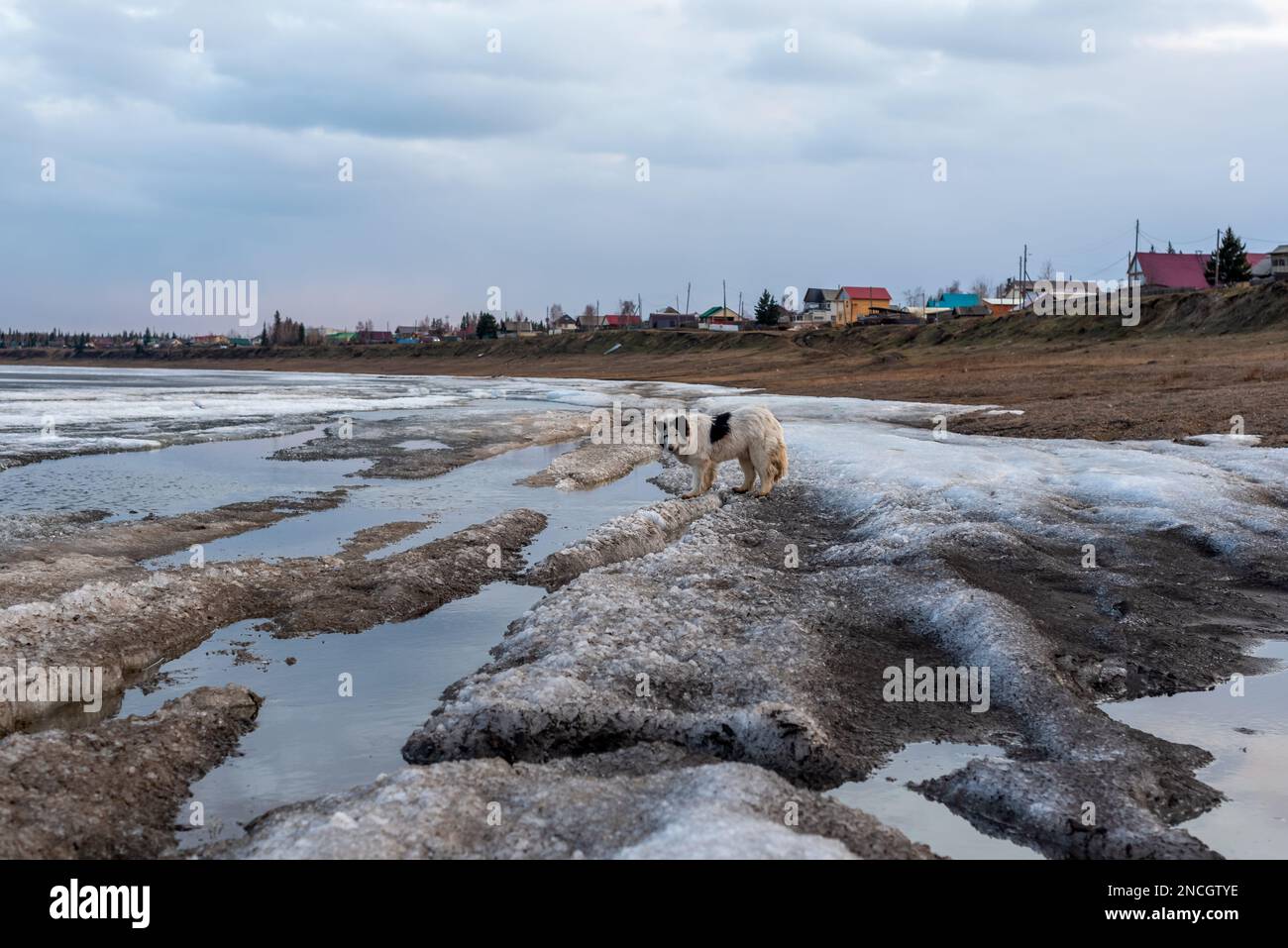 Ein alter weißer Hund der Rasse Yakut Laika steht auf dem schmelzenden Eis eines Flusses im Frühling in der Nähe der Häuser eines Dorfes in Yakutia in Sibirien. Stockfoto