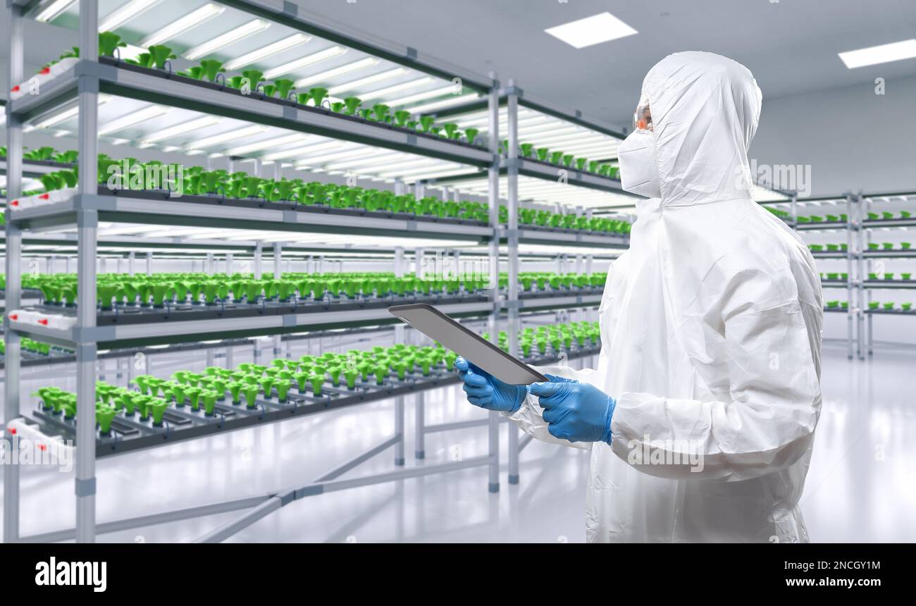 Arbeiter trägt medizinischen Schutzanzug oder weißen Overall-Anzug in intelligentem Indoor Farm System erhöhte Pflanzen auf Regalen wachsen mit LED-Licht Stockfoto