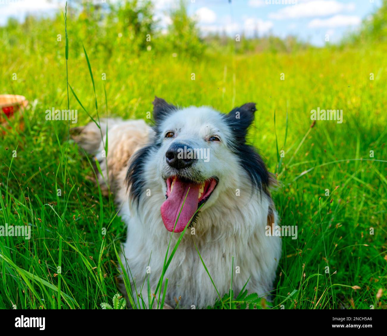 Ein weißer alter Hund der Rasse Yakut Laika liegt mit offenem Mund auf dem grünen Gras im Wald und lächelt tagsüber. Stockfoto