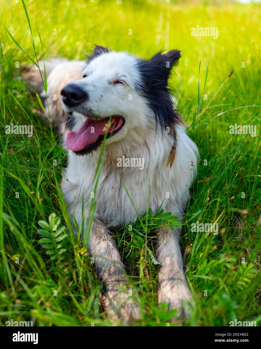 Das Porträt eines alten weißen Hundes, Yakut Laika, liegt auf dem grünen Gras im Wald, mit offenem Mund und fröhlichem Lächeln im Sommer. Vertikal fr Stockfoto