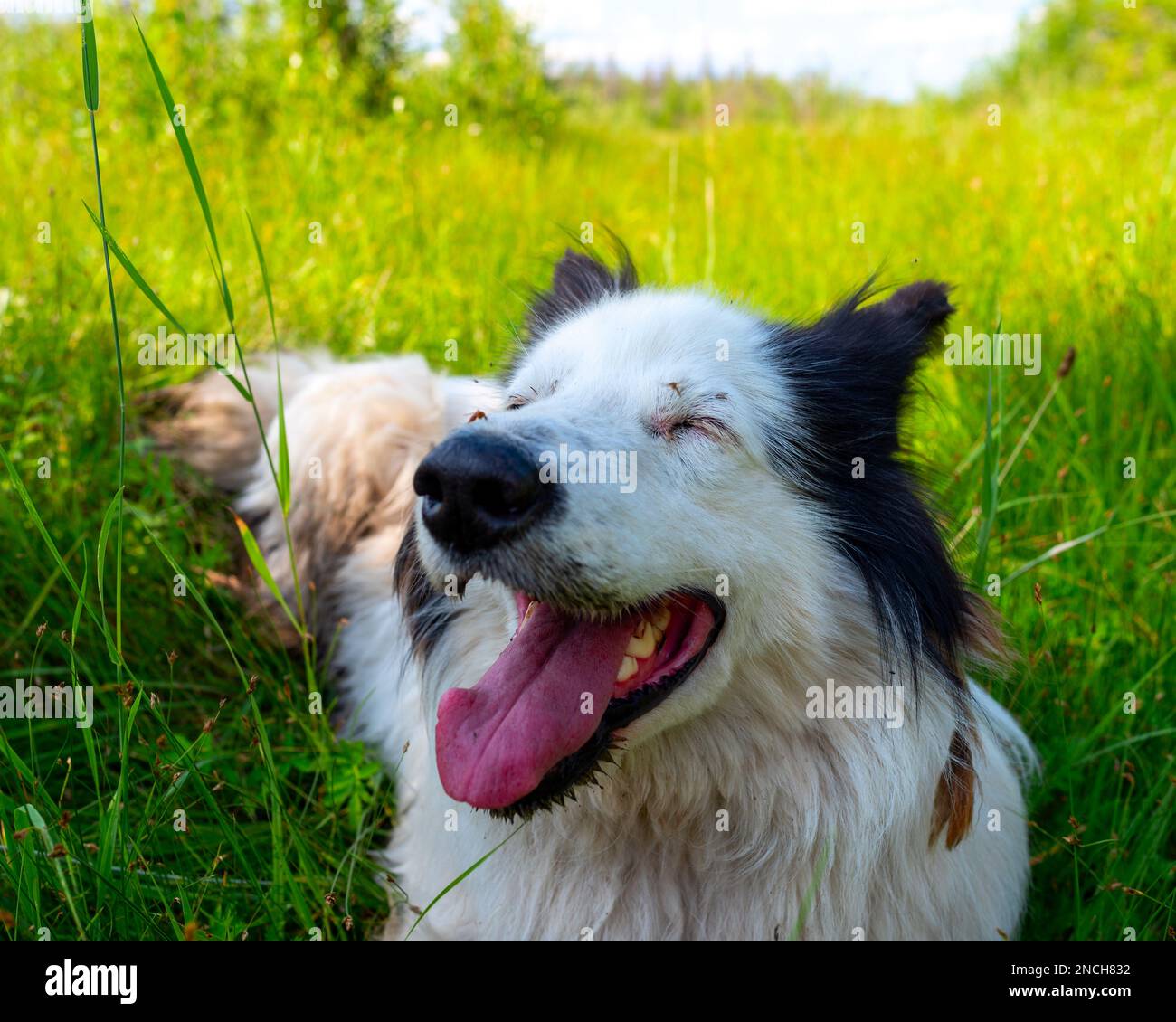 Porträt eines weißen Hundes der Rasse Yakut Laika liegt auf dem grünen Gras im Wald mit offenem Mund und fröhlichem Lächeln während des Tages. Stockfoto