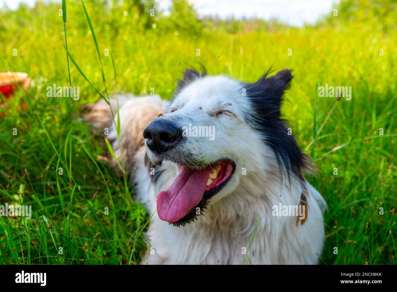 Der weiße Hund liegt auf dem grünen Gras im Wald mit offenem Mund und seiner Zunge, die tagsüber fröhlich lächelt. Stockfoto