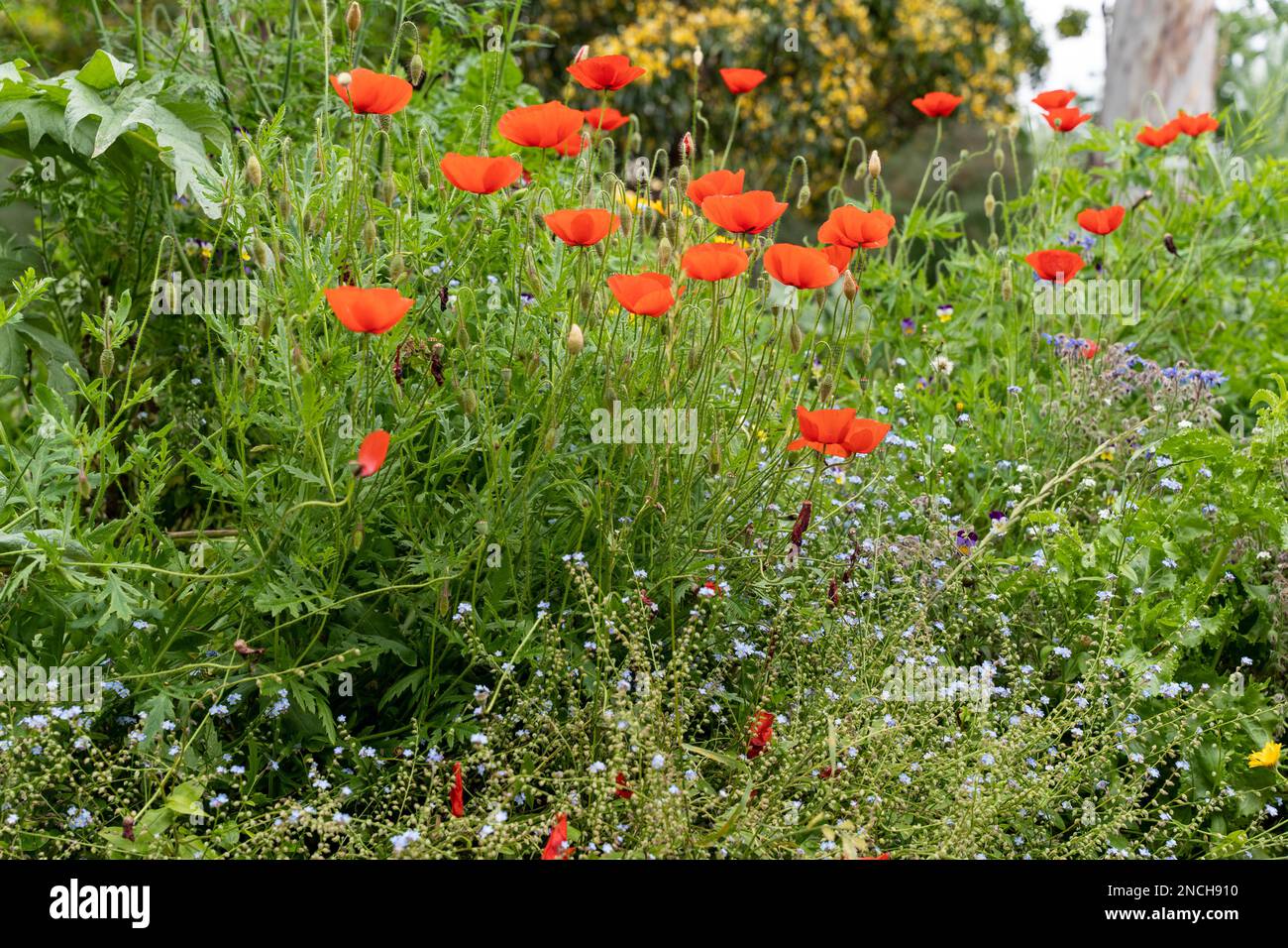 Helle rote Mohnblumen in einem farbenfrohen Hüttengarten Stockfoto