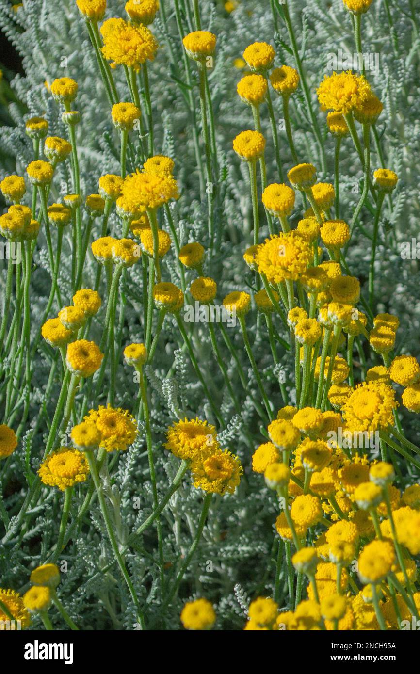 Santolina chamaecyparissus oder Cotton Lavender ist ein kleiner, aromatischer, immergrüner, sich leicht ausbreitender Strauch mit kompakter Angewohnheit. Stockfoto