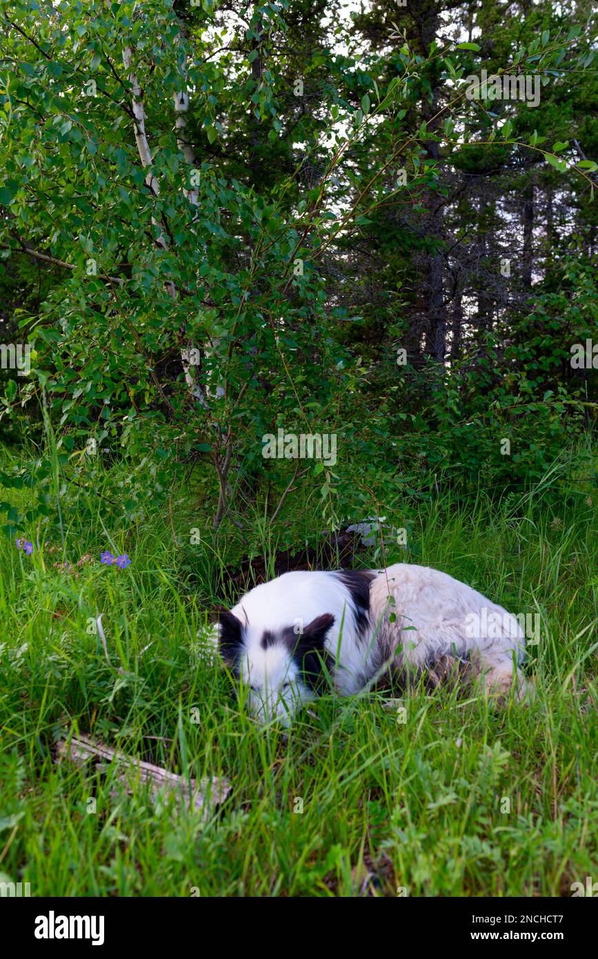 Der weiße Hund Yakut Laika liegt auf dem grünen Gras im Wald und lächelt. Vertikaler Rahmen. Stockfoto