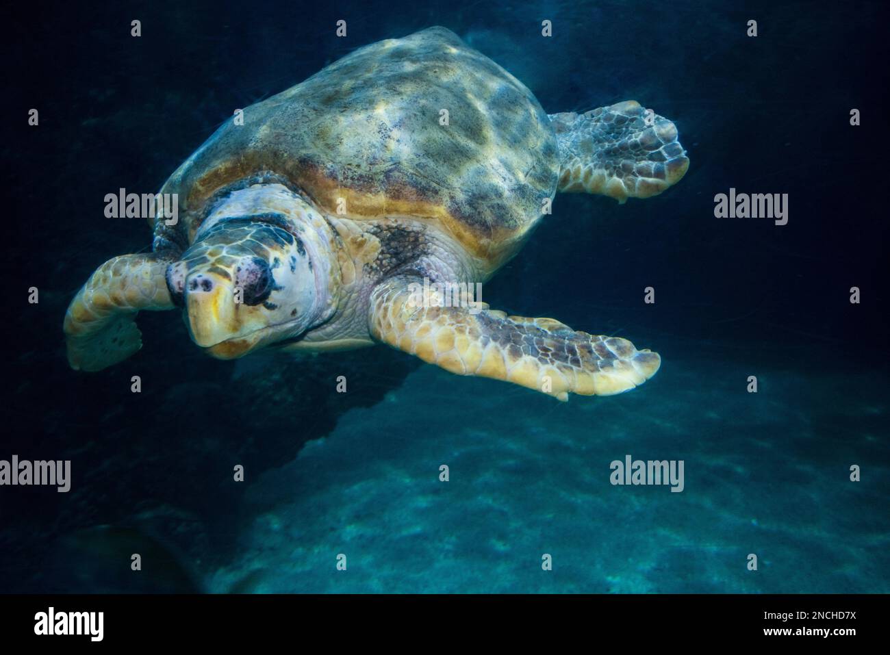 Eine Karettschildkröte, Caretta caretta, schwimmt in einem Aquarium im Aquarium in Virginia Beach, Virginia, USA Stockfoto