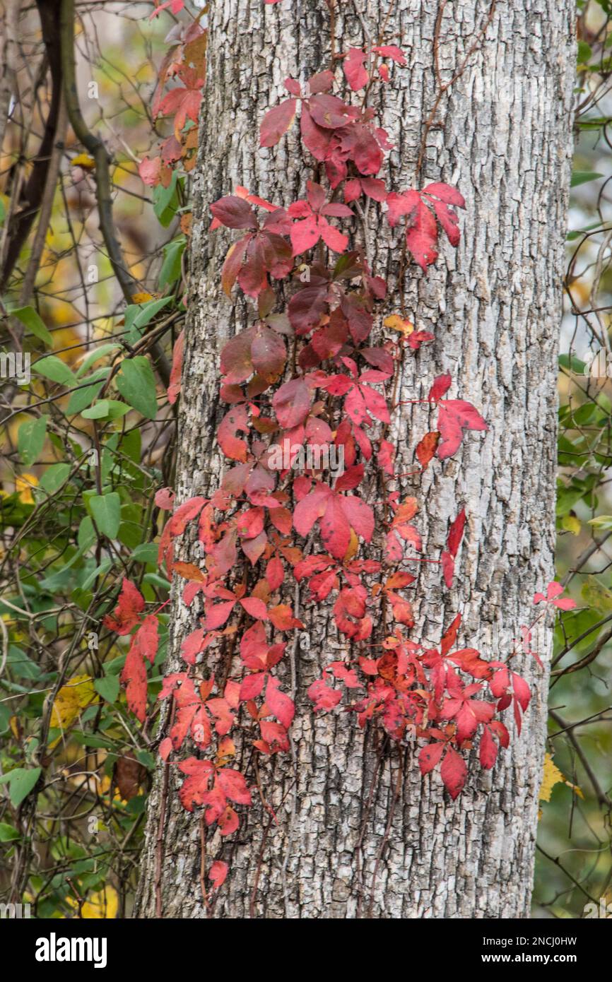 Im Great Dismal Swamp, National Wildlife Refuge, Virginia, USA, erklimmen farbenfrohe Weinreben die raue Rinde eines Baumes Stockfoto